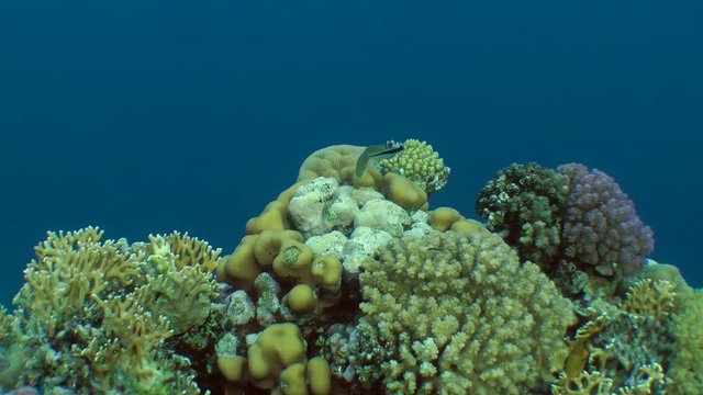 Amazing picture of a coral reef with various kinds of coral and brightly colored fish.
