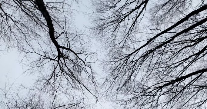 Walking and Looking up at a Crones of Autumn Trees Without Leaves. Dry Bare Autumn Trees View From the Bottom up