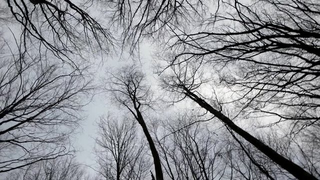Walking and Looking up at a Crones of Autumn Trees Without Leaves. Dry Bare Autumn Trees View From the Bottom up