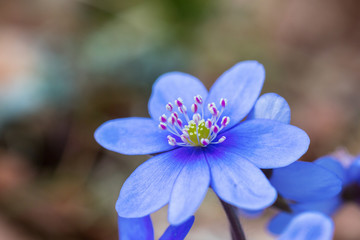 Hepatica flowers in the meadow in the early spring