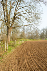 Obraz premium Trees at the edge of sown fields
