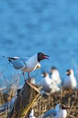 Black-headed gull sitting on a pole and screaming