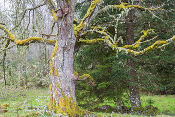 Moss on an old tree with a Birdhouse