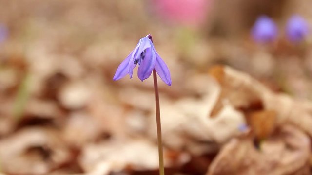 Snowdrop spring flowers. Delicate Snowdrop flower is one of the spring symbols telling us winter is leaving and we have warmer times ahead. Fresh green well complementing the blue blossoms.