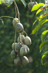 The fruit of the Thai olive trees hanging from the branches down.