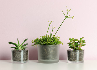 small pots with succulent plants