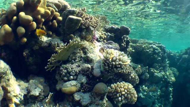 Solar glare on multi-color coral reef, wide shot.
