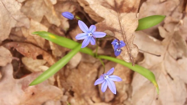 Snowdrop spring flowers. Delicate Snowdrop flower is one of the spring symbols telling us winter is leaving and we have warmer times ahead. Fresh green well complementing the blue blossoms.