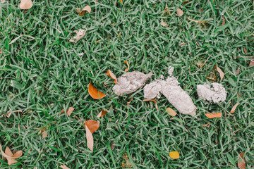 Dry dog stools on the grass.