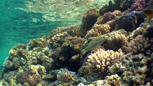 Coral reef. Glare of sunlight on colorful corals near the water surface.
