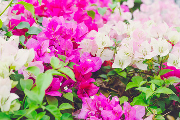 Colorful of flower, bougainvillea flower with leaf, Bougainvillea flower from Thailand