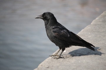 Une Corneille noire sur le bord du quai