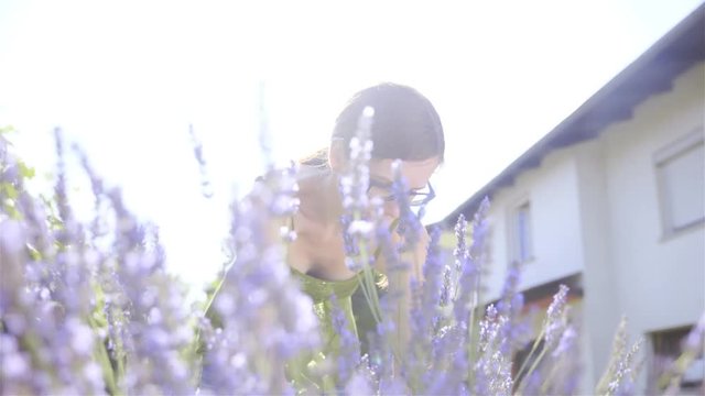 Woman pick lavender flower under sunflares 4K

