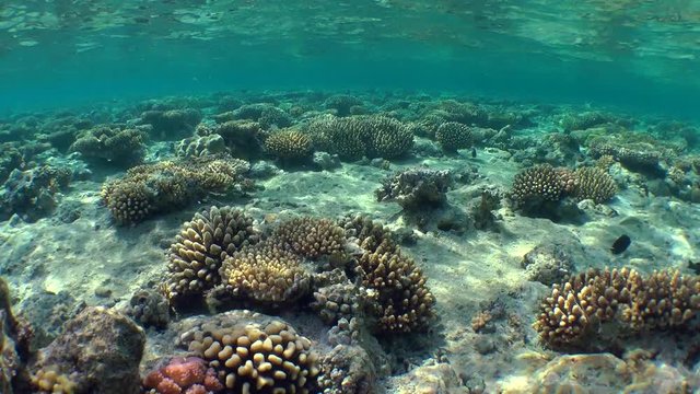 Various types of corals in shallow water, the play of sun rays.
