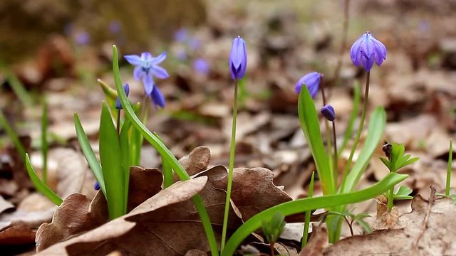 Snowdrop spring flowers. Delicate Snowdrop flower is one of the spring symbols telling us winter is leaving and we have warmer times ahead. Fresh green well complementing the blue blossoms.
