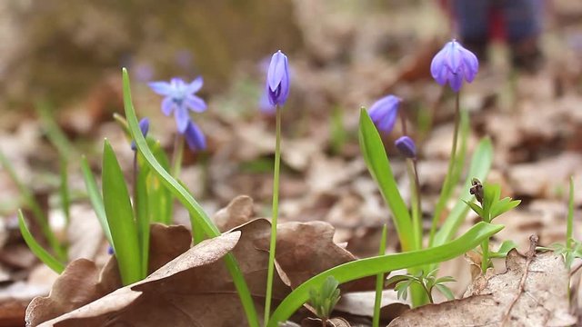 Snowdrop spring flowers. Delicate Snowdrop flower is one of the spring symbols telling us winter is leaving and we have warmer times ahead. Fresh green well complementing the blue blossoms.