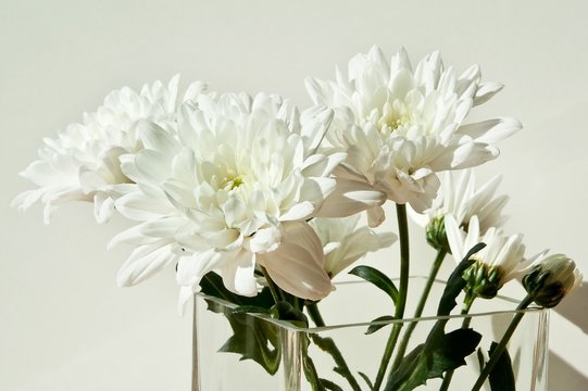 Close up blossom of beautiful, soft and delicate white chrysanthemum in transparent glass vase on light background. Macro.