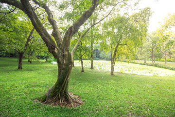 Fototapeta na wymiar Tree on the lawn