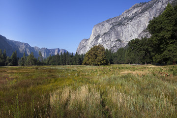 Obraz premium A view of Yosemite Valley floor in California