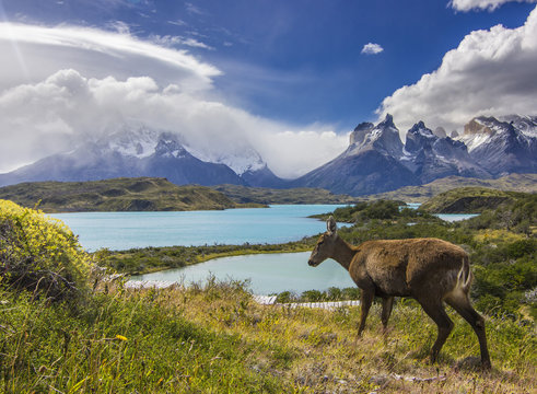 deer feeding on grass field near lake and mountains in patagonia