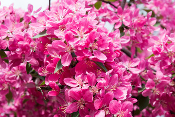 Blooming of pink paradise apple tree closeup.