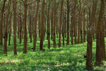Obraz premium Row of rubber trees at plantation in south-east asia. Producing white sap that can be used to create rubber and latex products. Industry photo with copy space.