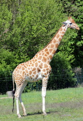 Giraffe
