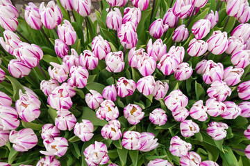 Top view of a large bouquet of fresh purple-white tulips, Netherlands