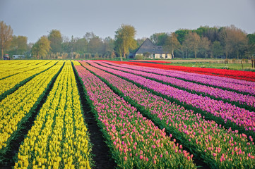 Spring field of multi-colored tulips in the Netherlands