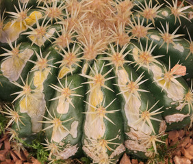 background of thorny cactus with many needles