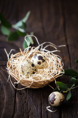 Easter concept - decorative bird nest with quail eggs and olive branches against dark rustic background