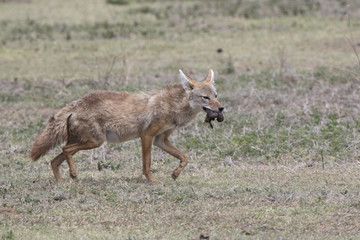 African golden wolf which goes on savanna and bears in the mouth food for puppies