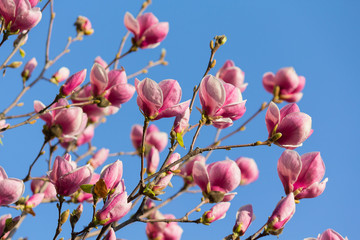 Beautiful purple magnolia flowers in the spring season on the magnolia tree