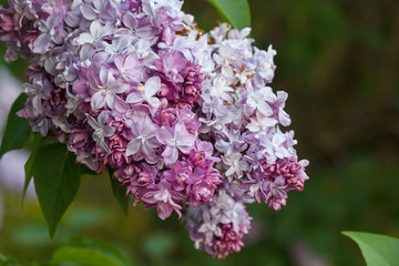 Lilac branch of lilac in the garden closeup. Nature