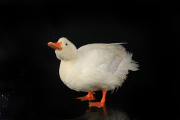 duck