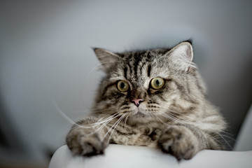 Obraz premium Closeup Cat