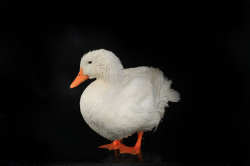 duck