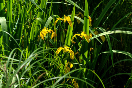 Summer flower. A yellow iris blooming around a summer pond. 