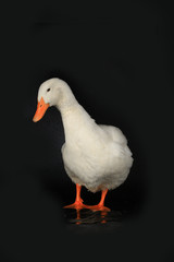 duck