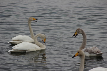 Лебеди, голуби, утки.