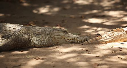 Obraz premium two crocodiles during sunny day