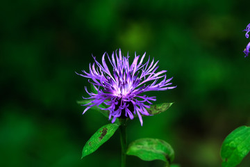 Field flower. A flowering brown knapweed growing on a summer field. 