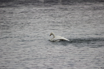 Лебеди, голуби, утки.