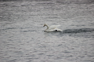 Лебеди, голуби, утки.