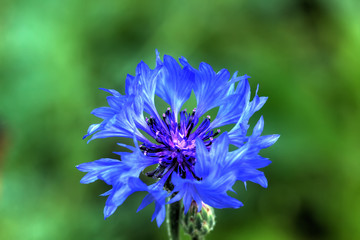 Field flower. Blooming cornflower growing on the summer field. 