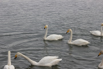 Лебеди, голуби, утки.