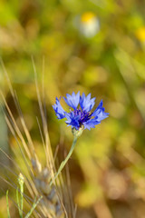 Field flower. Blooming cornflower growing on the summer field. 