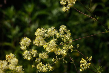 Wild flower. The flower of the meadow rue grows on a summer meadow. 