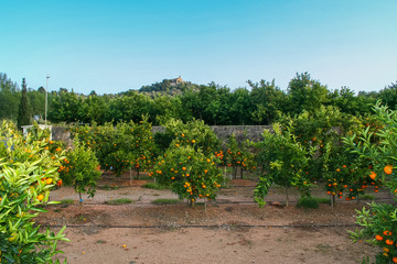 Fototapeta na wymiar Tangerine plantation near the restaurant at the foot of the Iberian mountains near the town of Castellón in Valencia (Spain). November 2007
