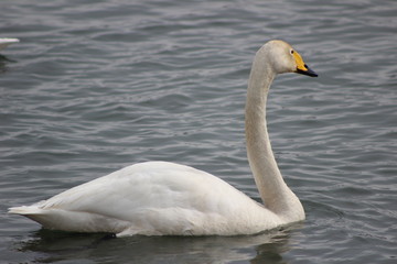 Лебеди и другие птицы